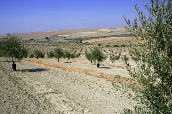 Pays olivier jeunes arbres colline champ — Photo