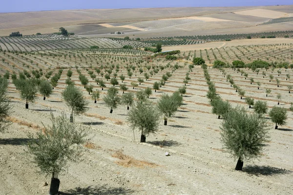 Grüne Olivenfelder an einem sonnigen Sommertag — Stockfoto