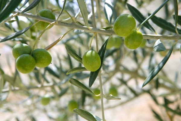 Pays olivier jeunes arbres colline champ — Photo