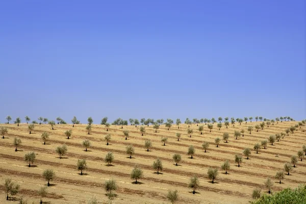Green olive field in a summer sunny day — Stock Photo, Image