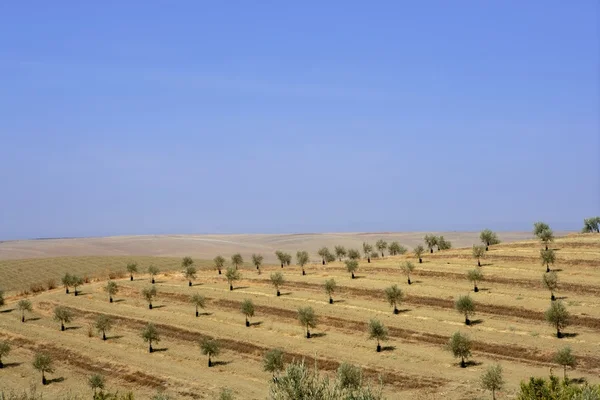 Land Oliven junge Bäume Hügel Feld — Stockfoto