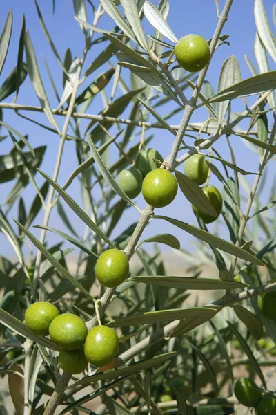 Prachtige groene olijven veld macro over blauwe hemel — Stockfoto