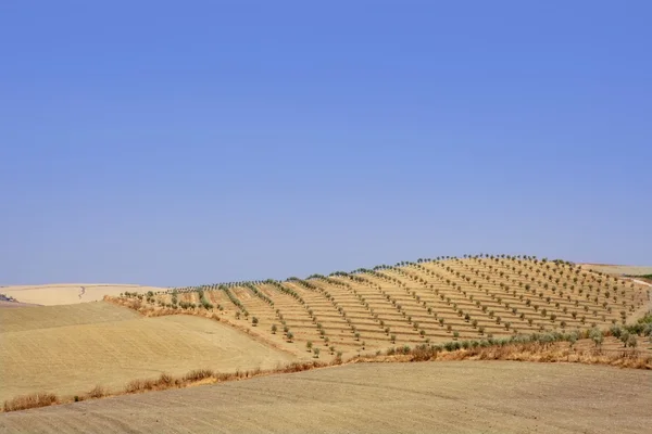 Land Oliven junge Bäume Hügel Feld — Stockfoto
