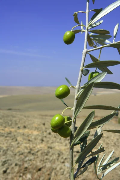 Belle oliveraie verte macro sur ciel bleu — Photo