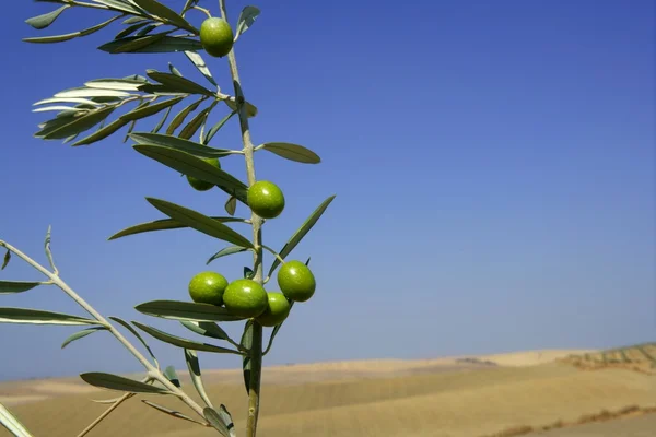 Beautiful green olive field macro over blue sky — Stock Photo, Image