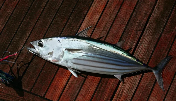 Captura skipjack atum peixe retrato detalhe frutos do mar — Fotografia de Stock