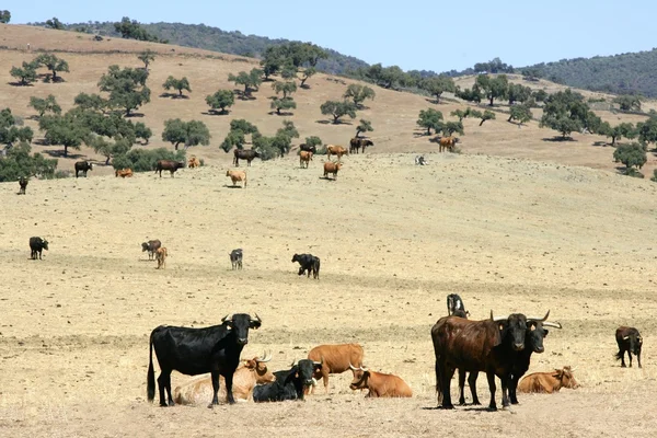Ταύρος βοοειδή μαύρο toro στη νότια Ισπανία — Φωτογραφία Αρχείου