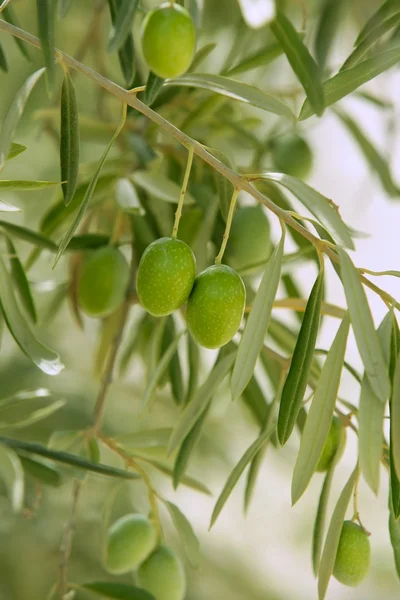 Оливкове дерево з зелених овочів в Іспанії — стокове фото