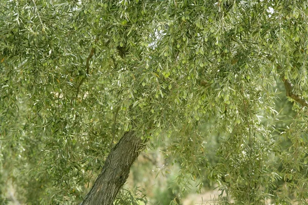 Δέντρο ελιάς με τα πράσινα φρούτα στην Ισπανία — Φωτογραφία Αρχείου
