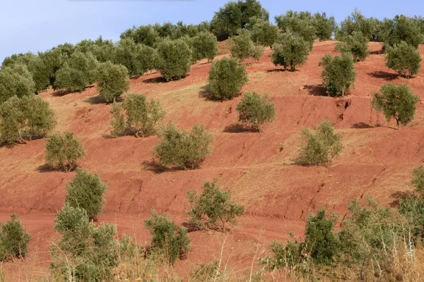 Оливковое дерево с зелеными фруктами в Испании — стоковое фото