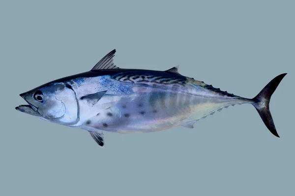 Pequeno tunny pegar atum peixe frutos do mar — Fotografia de Stock