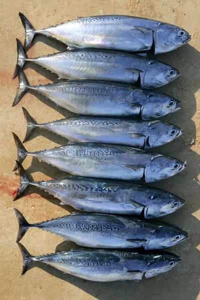Auxis thazard fish in einer Reihe Fregatte Thunfisch fangen — Stockfoto