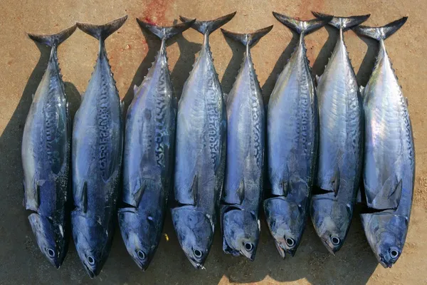 Auxis thazard fisk i en rad Fregatten tonfisk fånga — Stockfoto