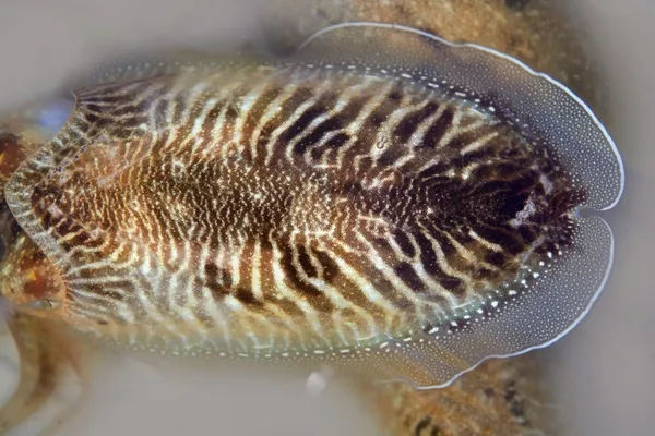 Tintenfisch ungekocht ein mediterraner Tintenfisch — Stockfoto