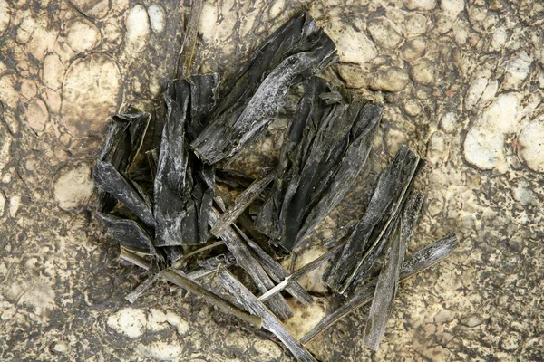 Kombu dried seaweed algae food — Stock Photo, Image