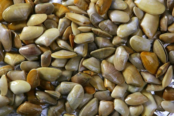 Tellinidae Sunrise tellin clams pattern — Stock Photo, Image