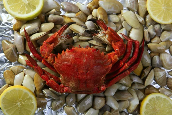 Lio carcinus puber crab over shell clams — Stock Photo, Image