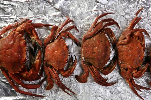 Lio carcinus puber crabs row — Stock Photo, Image