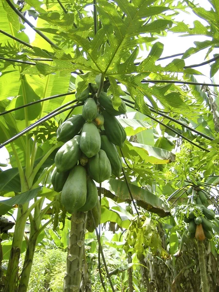 Papaya tree fruits growing in tropical jungle — Stock Photo, Image