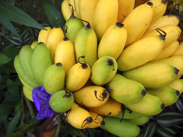 Rama de frutos de plátano amarillo sobre verde —  Fotos de Stock