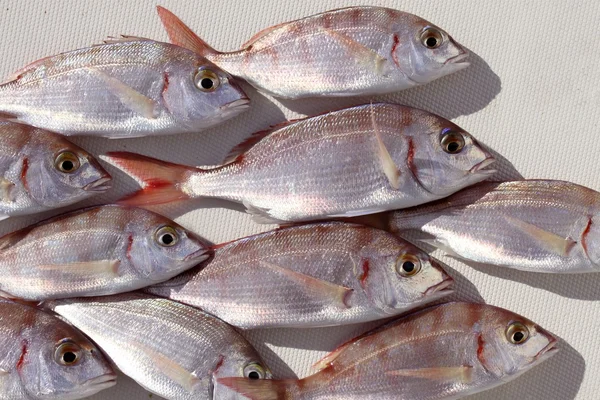 Common pandora fish pagellus erythrinus — Stock Photo, Image