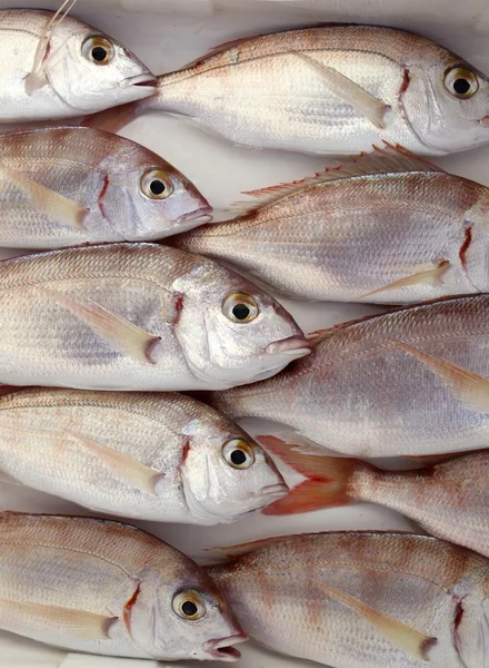Поширений пандора риба пагелус еритрин — стокове фото