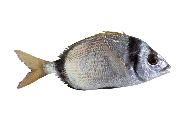 Diplodus vulgaris pește două bream bandă — Fotografie, imagine de stoc