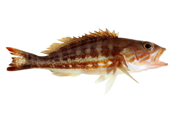 ・ コマー魚地中海 serranus cabrilla — ストック写真