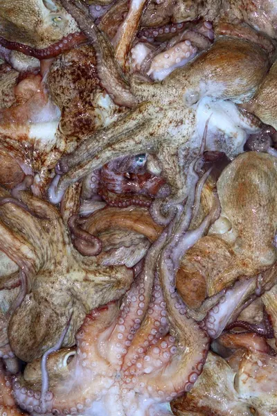Background octopus mediterranean texture catch — Stock Photo, Image