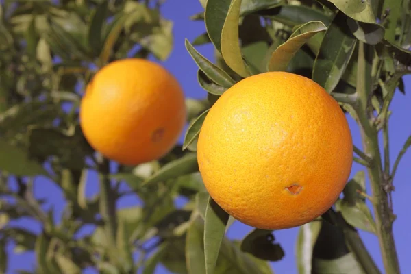Πορτοκάλια φρούτα με πορτοκαλί δέντρο φόντο του ουρανού — Φωτογραφία Αρχείου