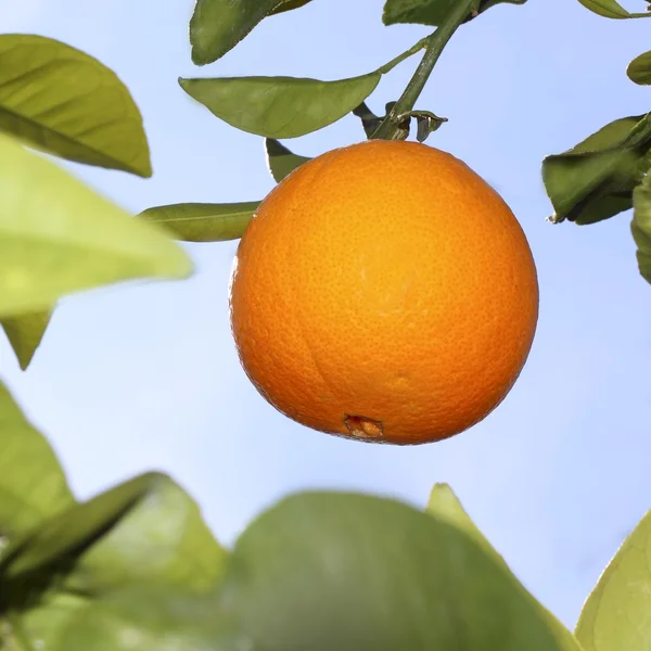 Oranges fruits en oranger ciel fond — Photo
