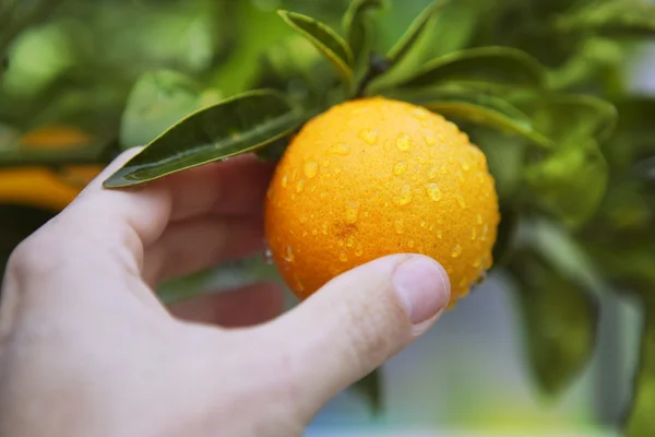 Orange on tree human hand holding fruit — стоковое фото