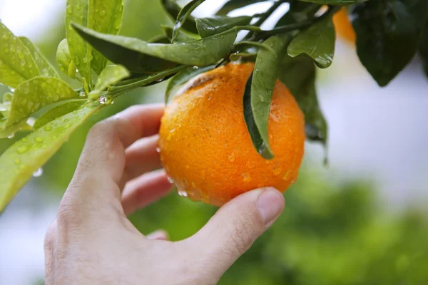 Orange on tree human hand holding fruit — Stock Photo, Image