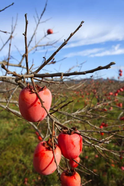 Плоды хурмы на деревьях на осеннем поле — стоковое фото