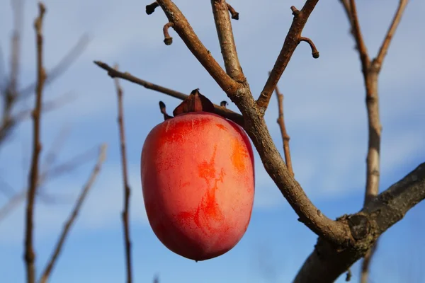 Persimmon fruits on trees on autumn field — Stock Photo, Image
