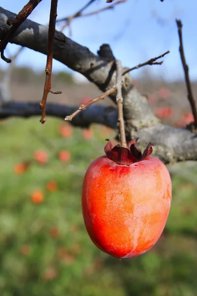 Persimon frukt på träd på hösten sätter — Stockfoto