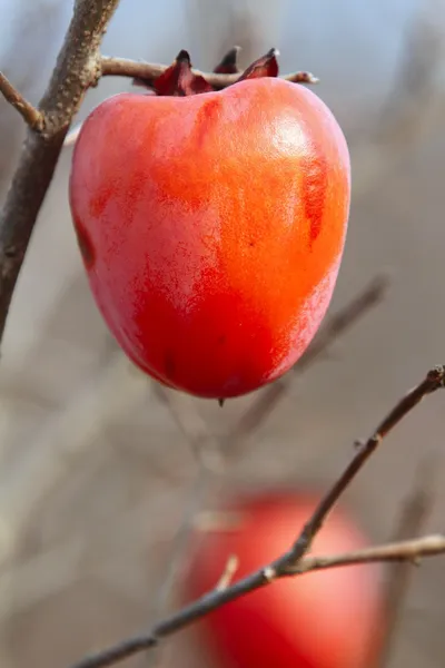Frutas de caqui en el árbol de otoño fruta vibrante —  Fotos de Stock