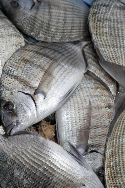 Diplodus Sargus pescado blanco de besugo —  Fotos de Stock