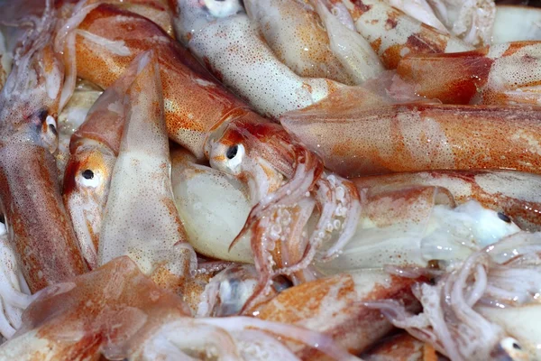 Totena αγορά θαλασσινών μεσογειακών καλαμάρια — Φωτογραφία Αρχείου
