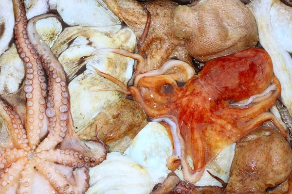 Céphalopodes poulpe texture macro gros plan — Photo