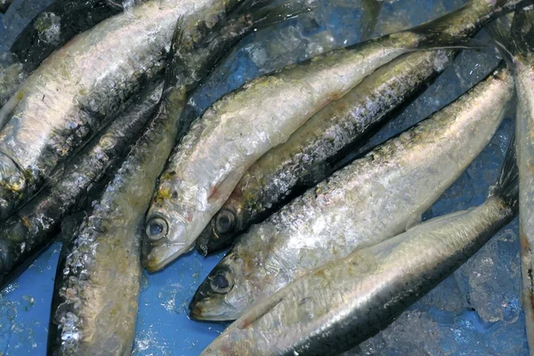 Pilchard sardina pescados y mariscos coger hielo azul —  Fotos de Stock