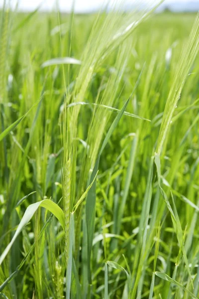Cereais plantas de grãos verdes crescendo picos na primavera — Fotografia de Stock