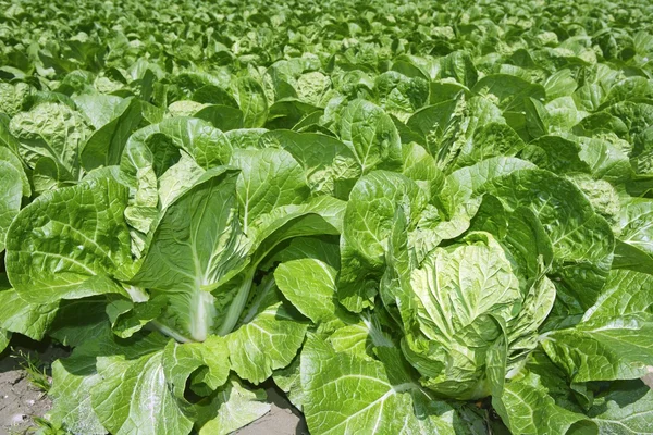 Λάχανο πράσινα λαχανικά στον άνοιξη καλλιεργήσιμο έδαφος — Φωτογραφία Αρχείου