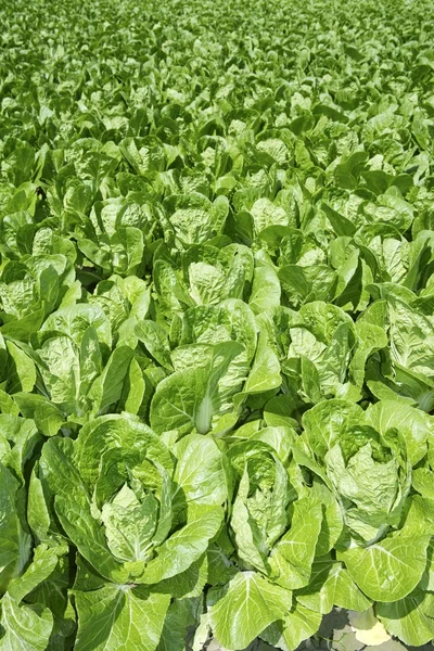 Kohl grünes Gemüse Feld im Frühling Ackerland — Stockfoto