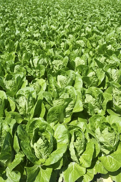 Campo de legumes verdes repolho na terra da primavera — Fotografia de Stock