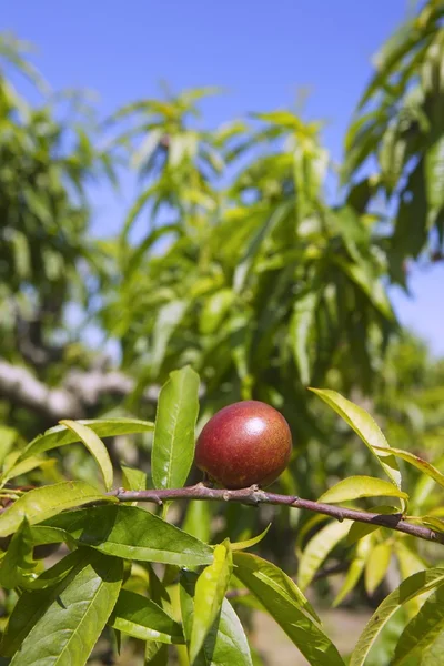 Nektarin persika träd växer i vår blå himmel — Stockfoto