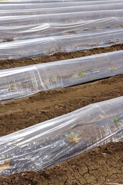 Sprouts greenhouse glass house plastic lines — Stock Photo, Image