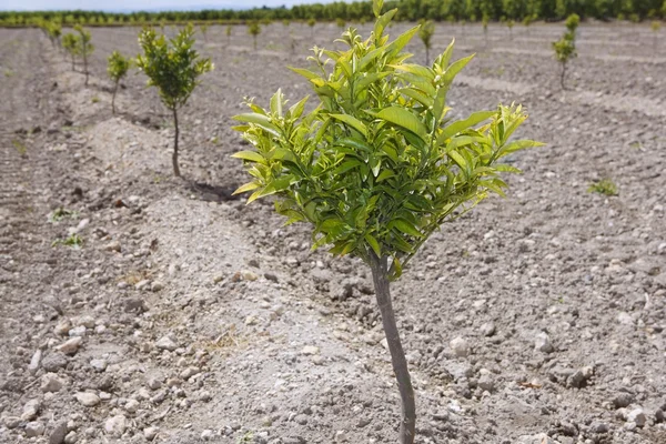 Baby Orangenbaum Plantage Feld in Spanien — Stockfoto