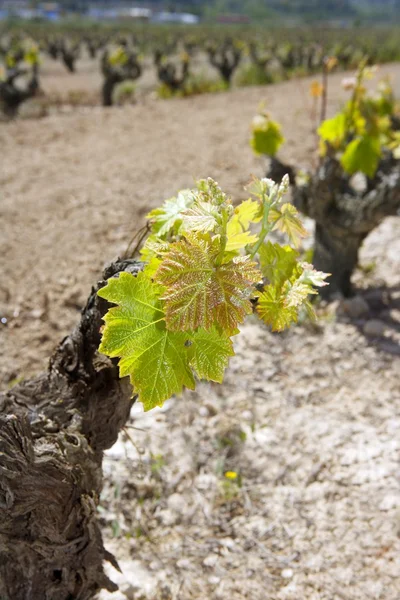 Vingården första våren groddar i radfältet i Spanien — Stockfoto