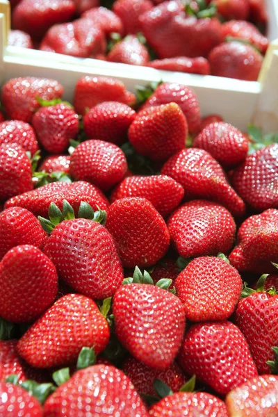Červené jahody vzorec v poli trhu — Stock fotografie